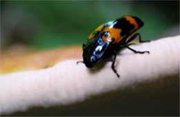 Megalodacne heros - Pleasing Fungus Beetle