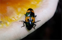 Megalodacne heros - Pleasing Fungus Beetle