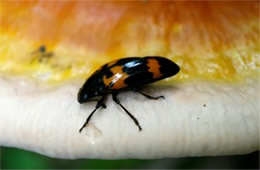 Megalodacne heros - Pleasing Fungus Beetle