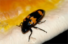 Megalodacne heros - Pleasing Fungus Beetle