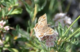 Systasea zampa - Arizona Powdered Skipper