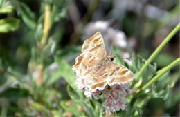 Systasea zampa - Arizona Powdered Skipper