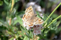 Systasea zampa - Arizona Powdered Skipper