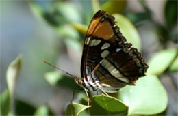 Adelpha eulalia - Arizona Sister