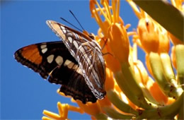 Adelpha eulalia - Arizona Sister