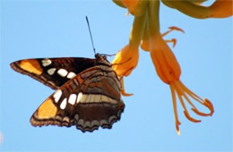 Adelpha eulalia - Arizona Sister