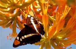 Adelpha eulalia - Arizona Sister