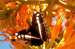 Adelpha eulalia - Arizona Sister