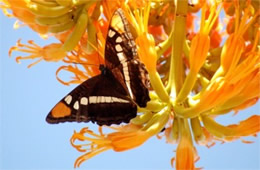 Adelpha eulalia - Arizona Sister