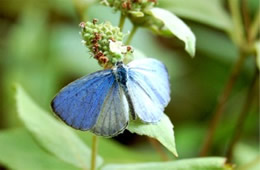 Celastrina ladon - Spring Azure Butterfly