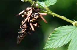 Bagworm Moth Caterpillar