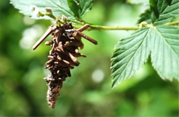 Bagworm Moth Caterpillar