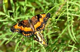 Chlosyne lacinia - Bordered Patch Butterfly