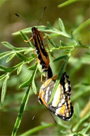 Chlosyne lacinia - Bordered Patch Butterfly