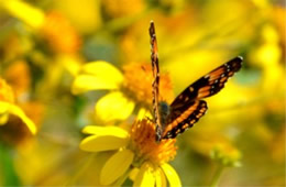 Chlosyne lacinia - Bordered Patch Butterfly