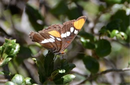 Adelpha californica - California Sister