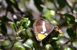 Adelpha californica - California Sister