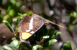 Adelpha californica - California Sister