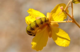 Phoebis sennae - Cloudless Sulphur Caterpillar