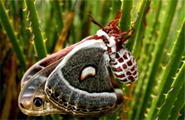 Hyalophora cecropia - Cecropia Moth