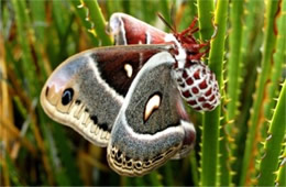 Hyalophora cecropia - Cecropia Moth