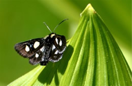 Alypia octomaculata - Eight-spotted Forester Moth