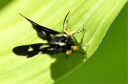 Alypia octomaculata - Eight-spotted Forester Moth