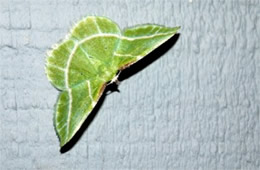 Dichorda iridaria - Showy Emerald Moth