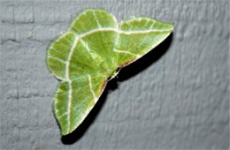 Dichorda iridaria - Showy Emerald Moth