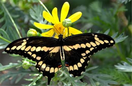 Papilio cresphontes - Giant Swallowtail Adult