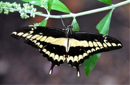 Papilio cresphontes - Giant Swallowtail Adult