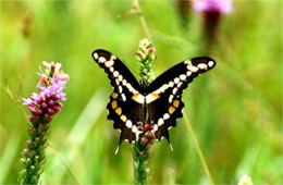 Papilio cresphontes - Giant Swallowtail