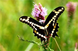 Papilio cresphontes - Giant Swallowtail