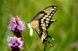 Papilio cresphontes - Giant Swallowtail