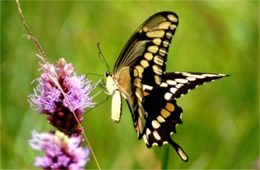 Papilio cresphontes - Giant Swallowtail