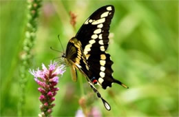 Papilio cresphontes - Giant Swallowtail