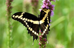 Papilio cresphontes - Giant Swallowtail