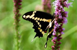 Papilio cresphontes - Giant Swallowtail