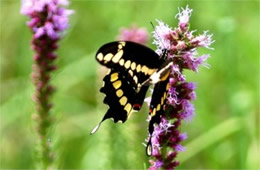 Papilio cresphontes - Giant Swallowtail