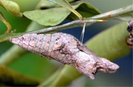 Papilio cresphontes - Giant Swallowtai Chrysalis