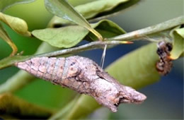 Papilio cresphontes - Giant Swallowtai Chrysalis