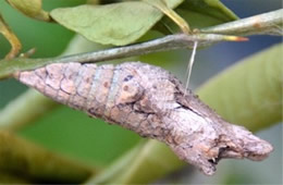 Papilio cresphontes - Giant Swallowtai Chrysalis