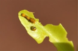 Papilio cresphontes - Giant Swallowtail Eggs