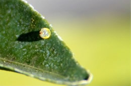 Papilio cresphontes - Giant Swallowtail Egg