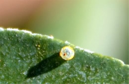 Papilio cresphontes - Giant Swallowtail Egg