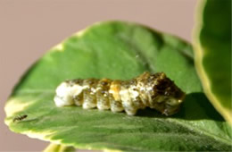 Papilio cresphontes - Giant Swallowtail Caterpillar