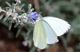 Ascia monuste - Great Southern White