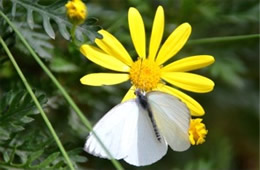 Ascia monuste - Great Southern White