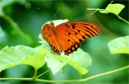 Agraulis vanillae - Gulf Fritillary