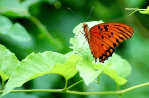 Agraulis vanillae - Gulf Fritillary